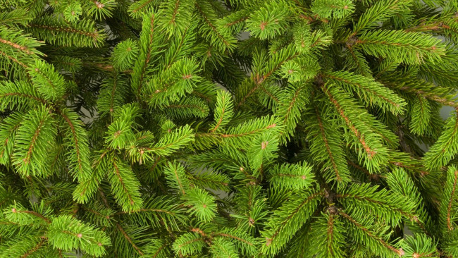 Обои картинки фото природа, другое, ветки, иголки, ель