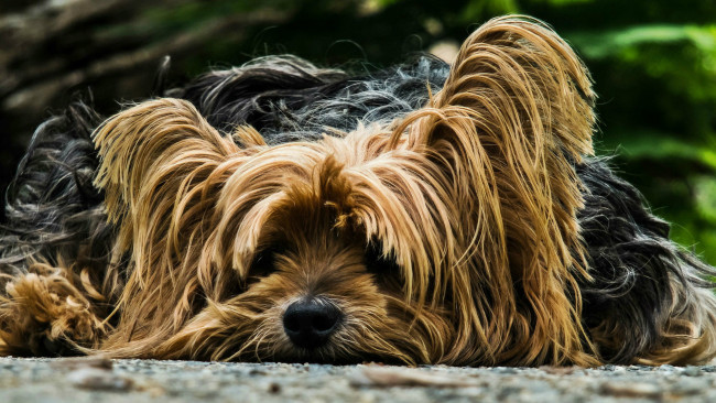 Обои картинки фото животные, собаки, лохматая