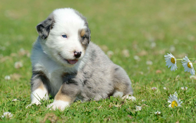 Обои картинки фото животные, собаки, щенок