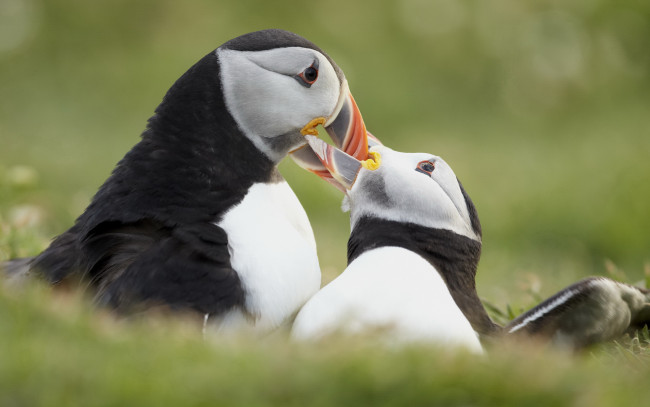 Обои картинки фото животные, тупики, птица