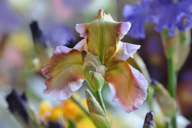 Обои картинки фото цветы, ирисы, макро