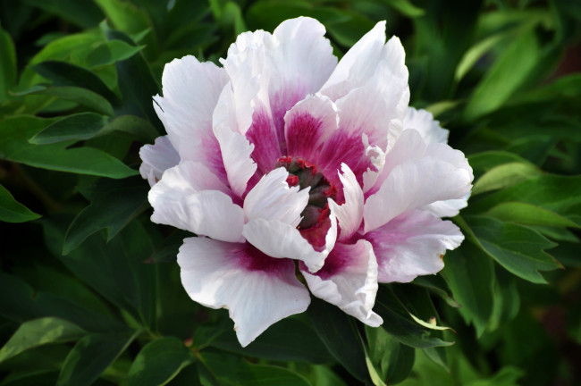 Обои картинки фото цветы, пионы, макро