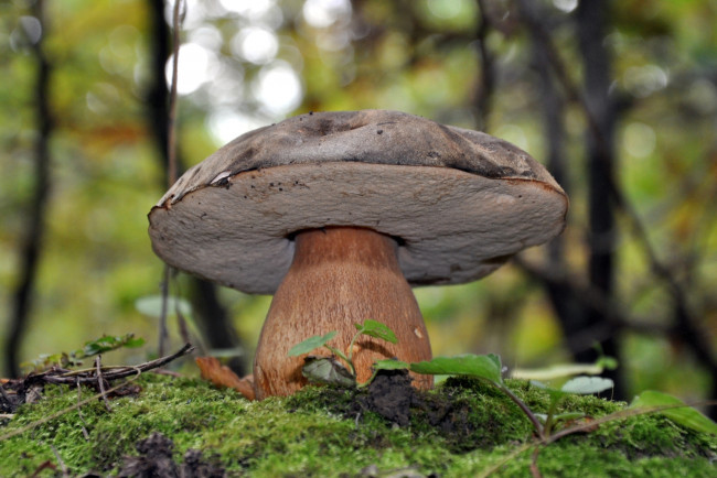 Обои картинки фото природа, грибы, боровик