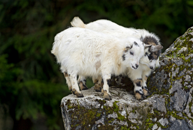 Обои картинки фото животные, козы, игра