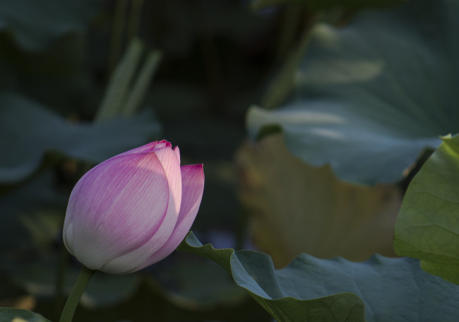 Обои картинки фото цветы, лотосы, бутон