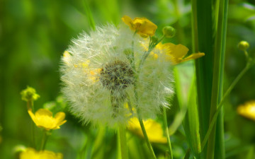 Картинка цветы разные+вместе луг одуванчик трава