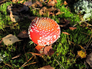 Картинка природа грибы +мухомор одиночка