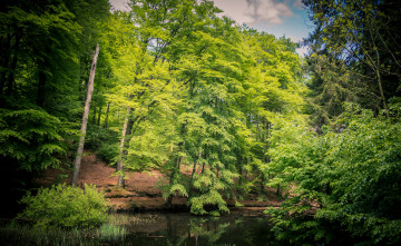 Картинка природа реки озера река лес