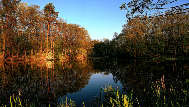 Обои картинки фото природа, реки, озера, река, лес