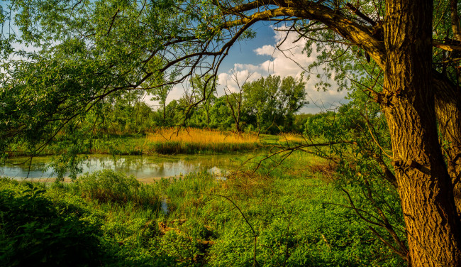 Обои картинки фото природа, реки, озера, лес, река