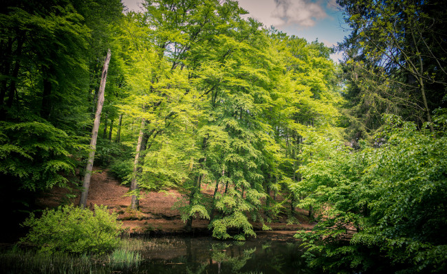 Обои картинки фото природа, реки, озера, река, лес