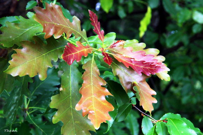 Обои картинки фото природа, листья, дубовые