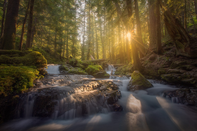 Обои картинки фото природа, реки, озера, лес, река