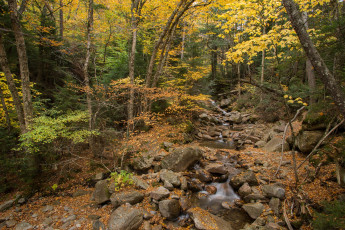 Картинка природа лес ручей