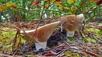 Картинка природа грибы дуэт