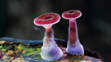 Картинка природа грибы комар дерево макро