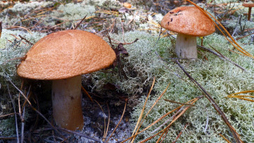 Картинка природа грибы подберезовики