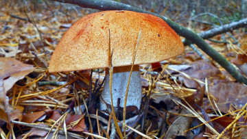 Картинка природа грибы подосиновик