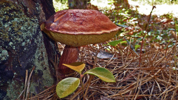 Картинка природа грибы шляпка