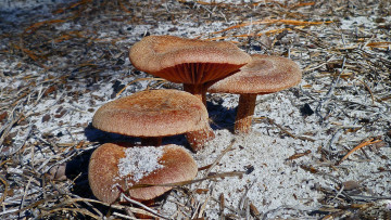 Картинка природа грибы шляпки