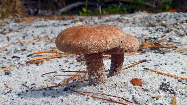 Обои картинки фото природа, грибы, дуэт