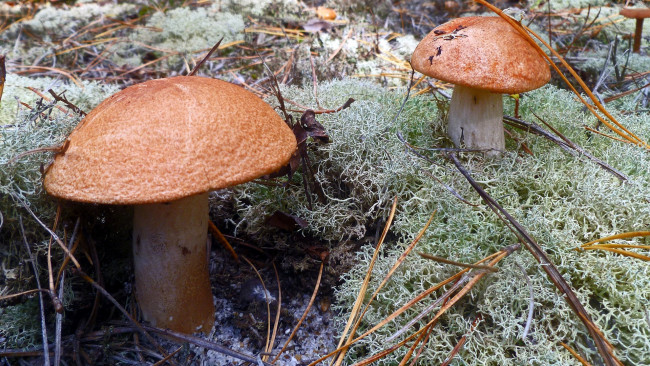 Обои картинки фото природа, грибы, подберезовики