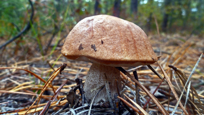 Обои картинки фото природа, грибы, подосиновик