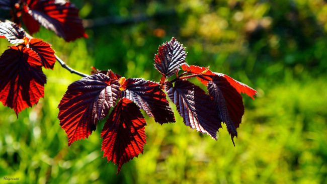 Обои картинки фото природа, листья, ветка