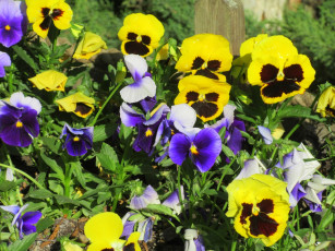 Картинка цветы анютины+глазки+ садовые+фиалки весна 2018