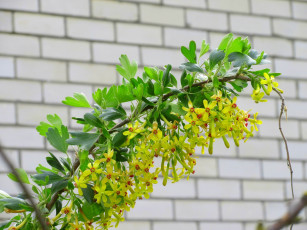 обоя цветы, цветущие овощи,  ягоды, весна, 2018