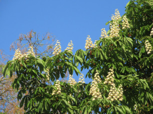 Картинка цветы каштаны весна 2018