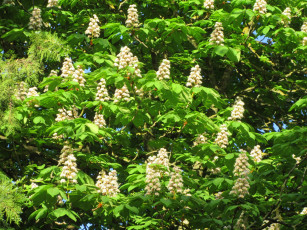 Картинка цветы каштаны весна 2018