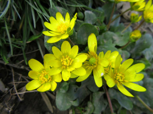 Картинка цветы луговые+ полевые +цветы макро