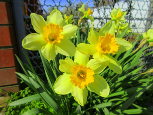 Картинка цветы нарциссы