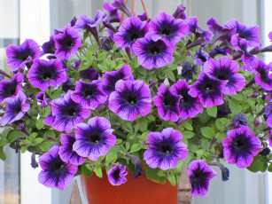Картинка цветы петунии +калибрахоа весна 2018