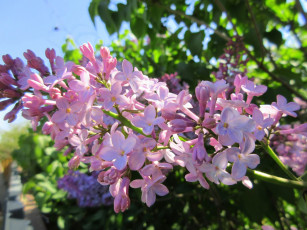 Картинка цветы сирень весна 2018