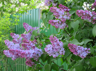 Картинка цветы сирень весна 2018