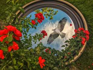 Картинка животные птицы+-+хищники птичка