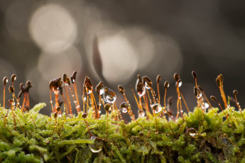 Картинка природа макро мох капли