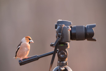 Картинка животные птицы птичка
