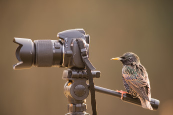 Картинка животные птицы птичка