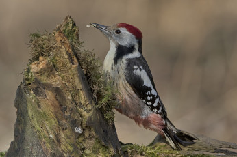 Картинка животные дятлы птичка