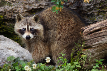 Картинка животные еноты енот