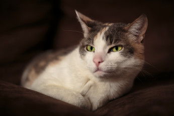 Картинка животные коты киса