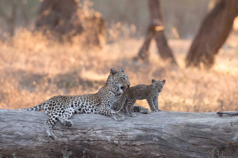 Картинка животные леопарды боке бревно африка леопард котёнок lower zambezi national park детёныш замбия