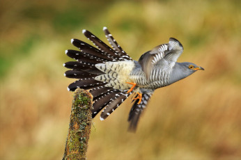 Картинка животные птицы птичка