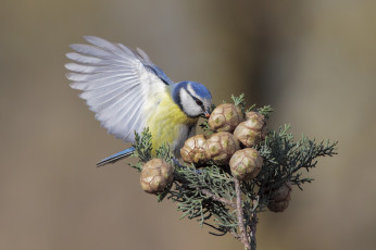 Картинка животные синицы +лазоревки птичка