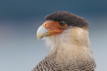 Картинка животные птицы+-+хищники птичка