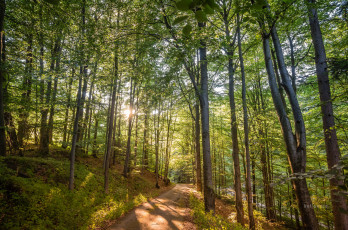 Картинка природа лес простор