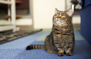 Картинка животные коты киса